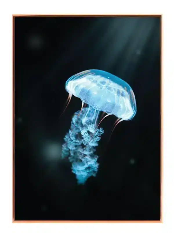 Jellyfish Plakat