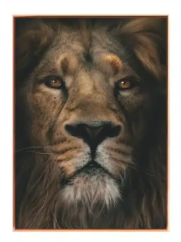 Lion Close Plakat