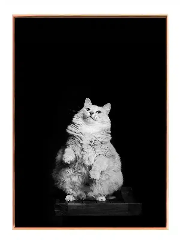 Fluffy Cat Plakat