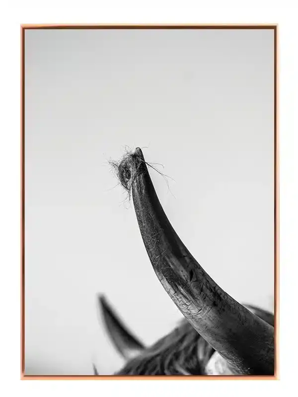 Highland Cow Horn Plakat