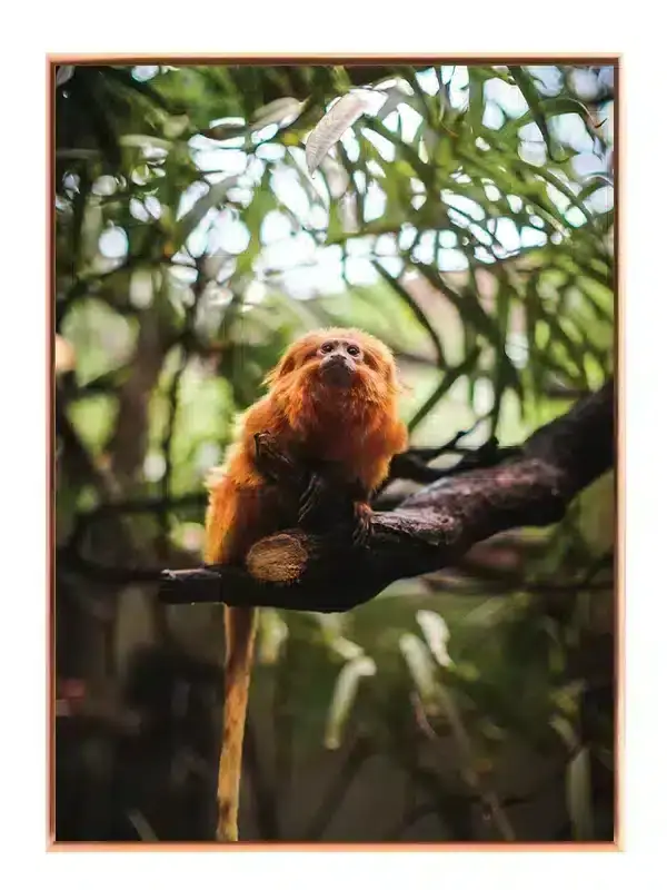 Golden Lion Plakat