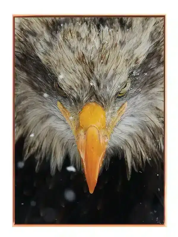 Bald Eagle Close Up Plakat