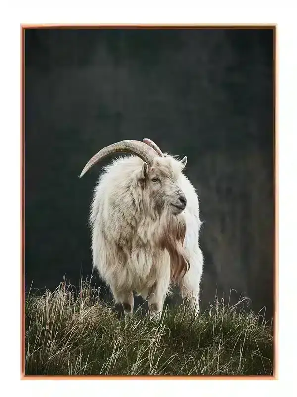 Mountain Goat Standing Plakat