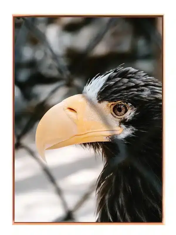 Steller Sea Plakat