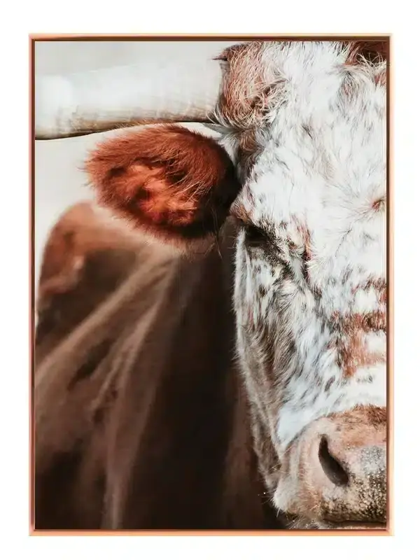 Highland Cow Closeup Plakat