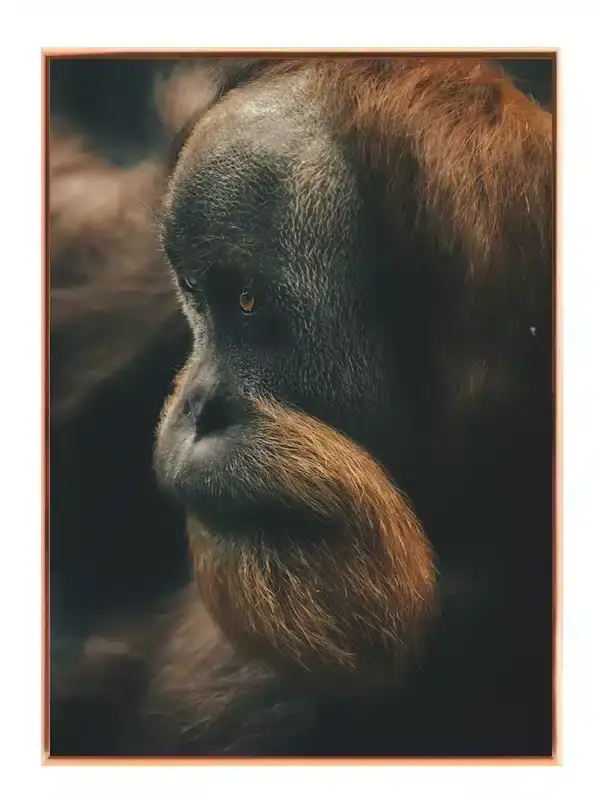 Orangutan Plakat
