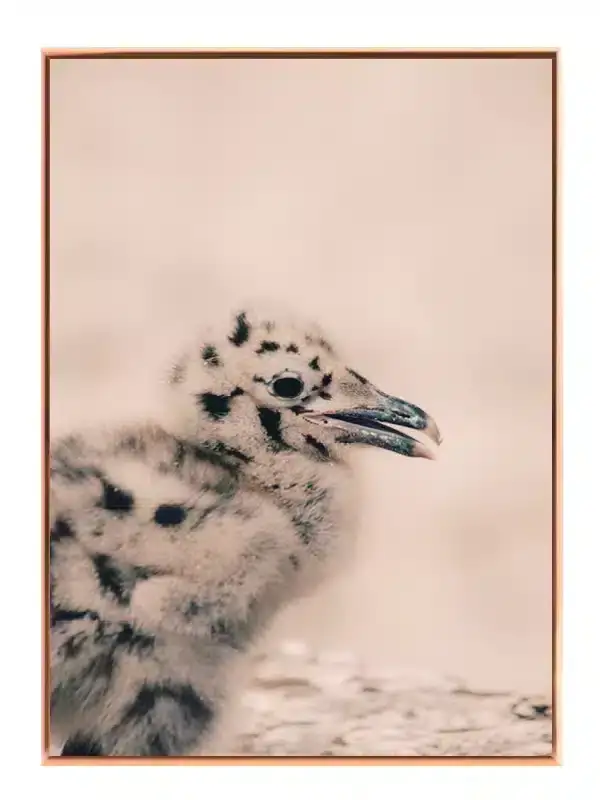 Papegøje Seagull Chick Plakat