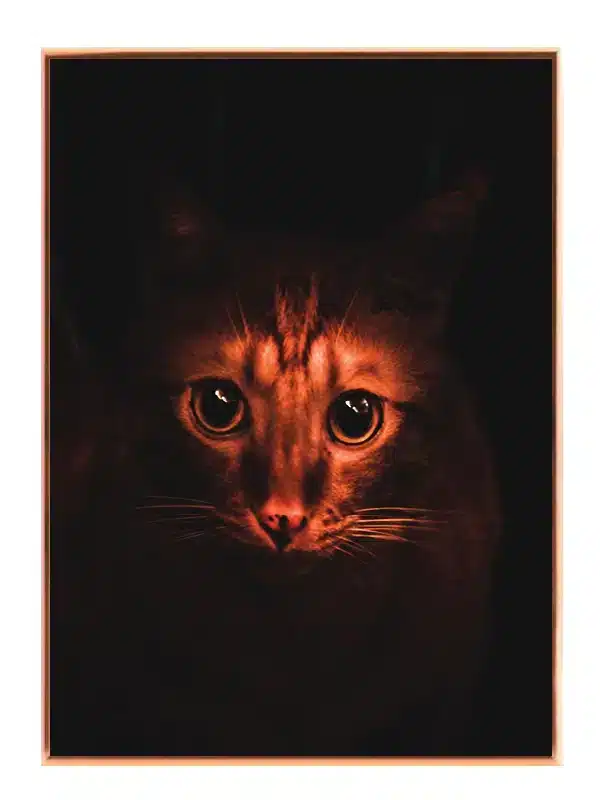 Tabby Cat Plakat