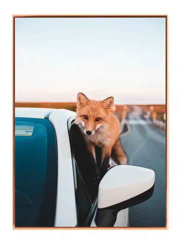 Red Fox Plakat