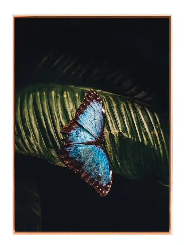 Blue Morpho Plakat