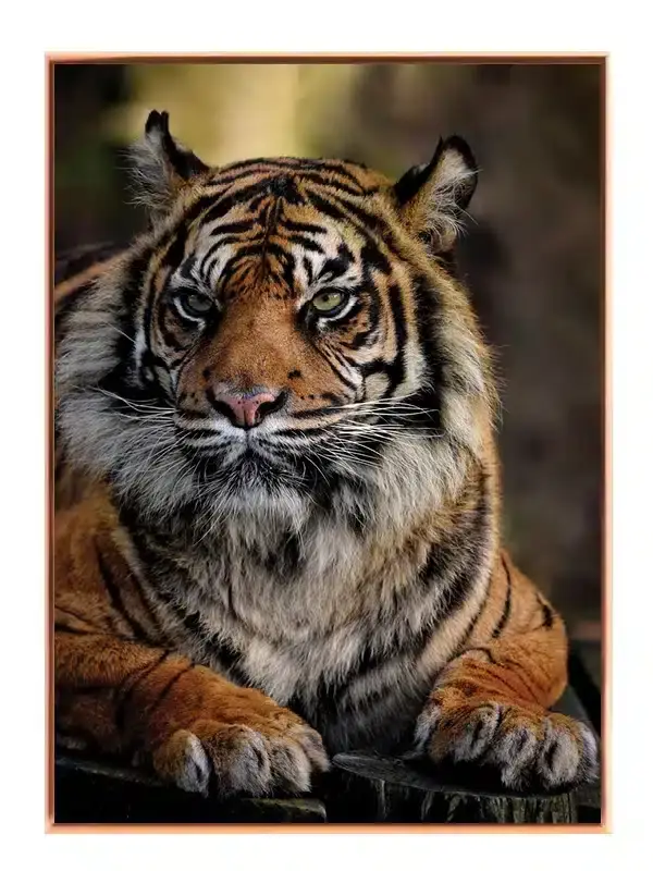 Bengal Tiger Plakat No3