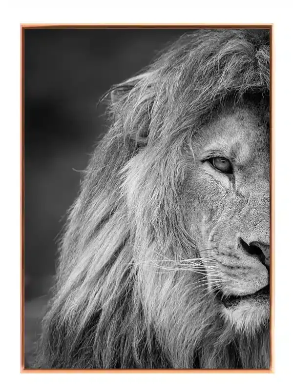 Lion Portrait Plakat