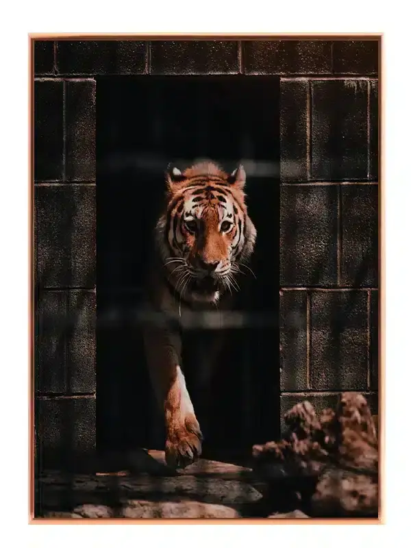 Tiger Emerging Plakat