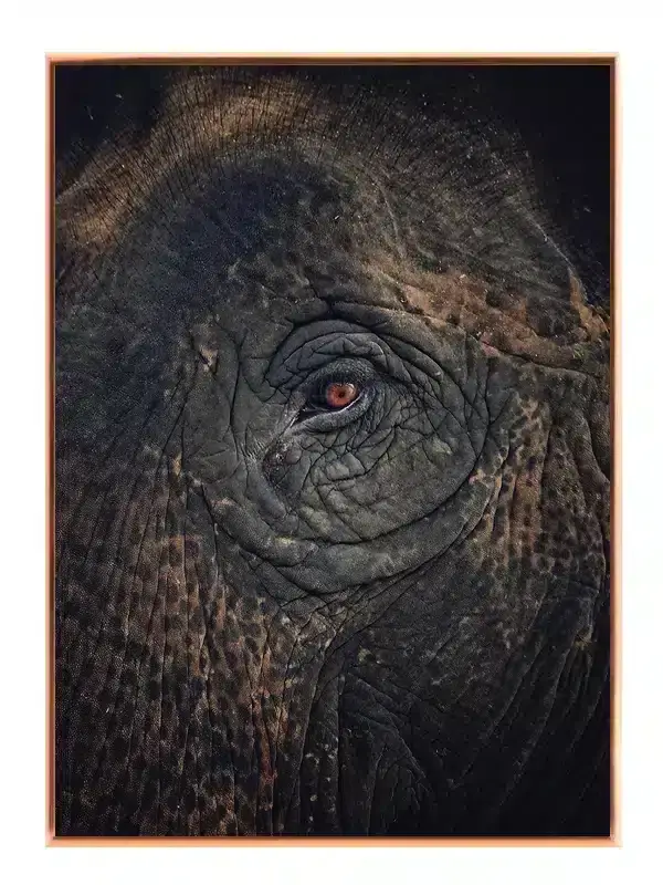 Elephant Eye I Plakat