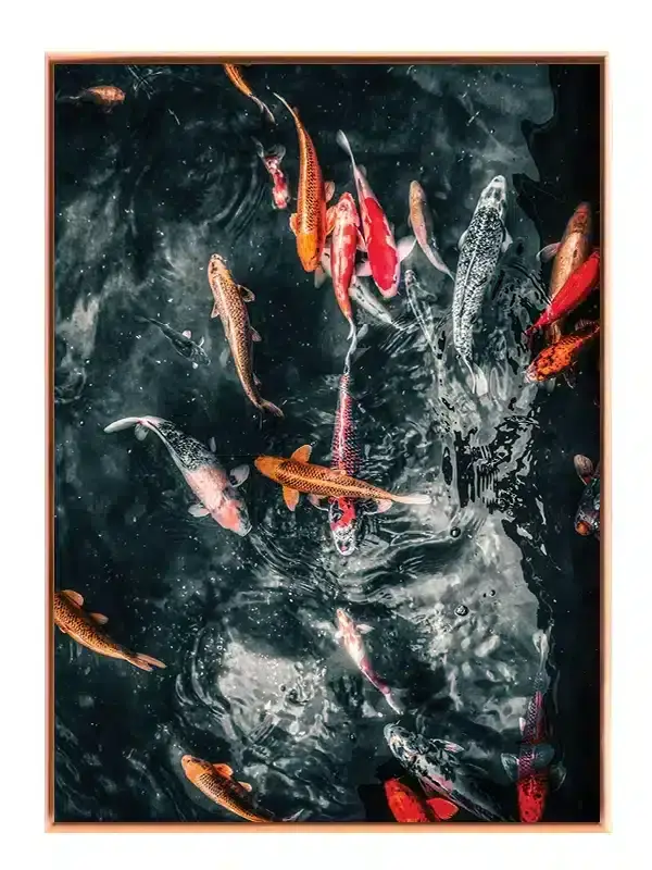 Koi Fish Plakat
