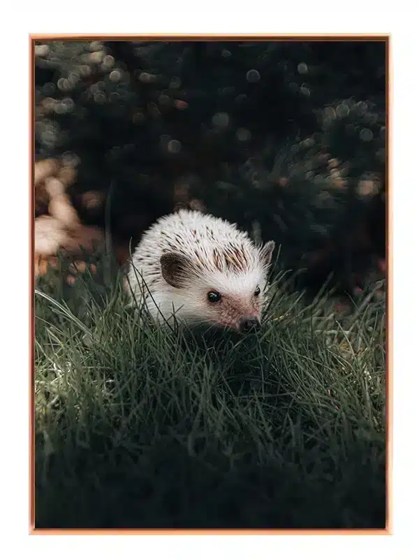 Ko Hedgehog Plakat