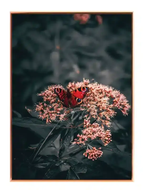 Peacock Butterfly Plakat