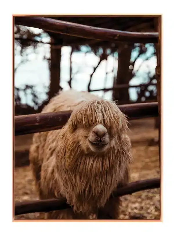 Bi Alpaca Plakat