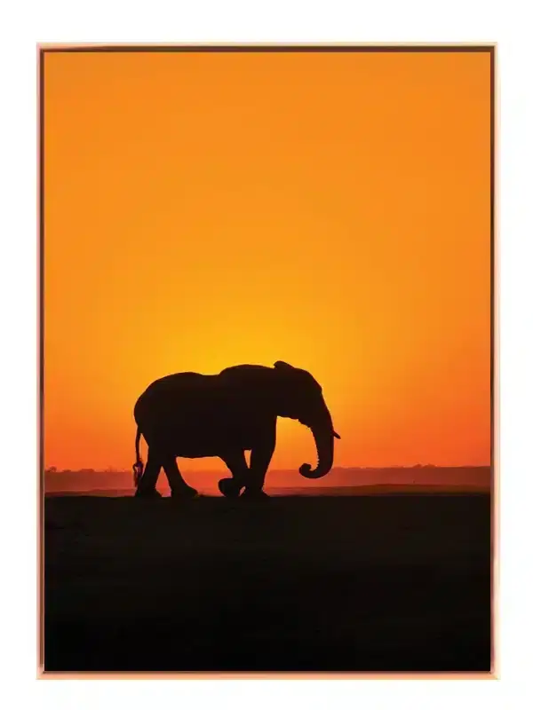 Elephant Sunset No1 Plakat