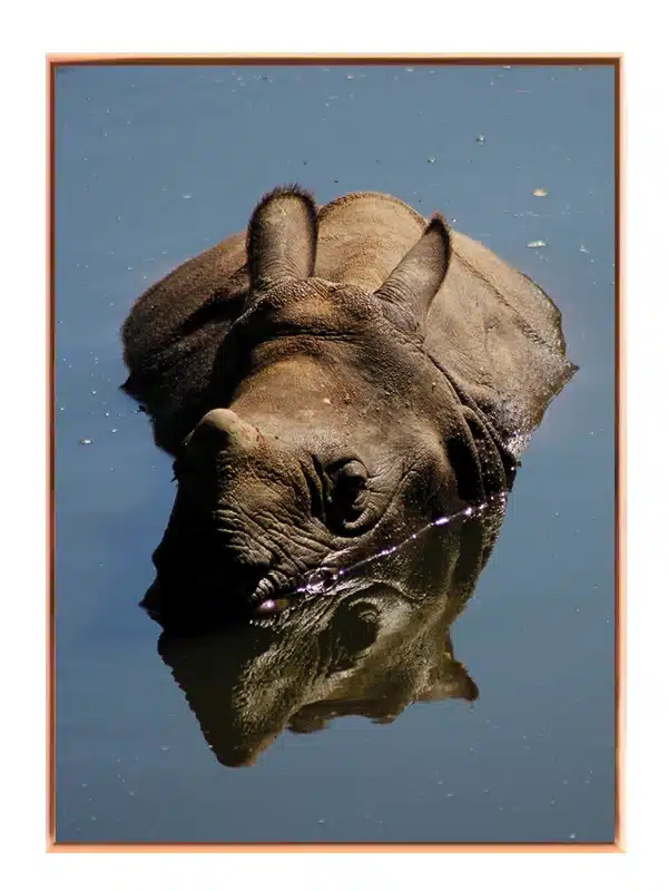 Indian Rhinoceros Plakat