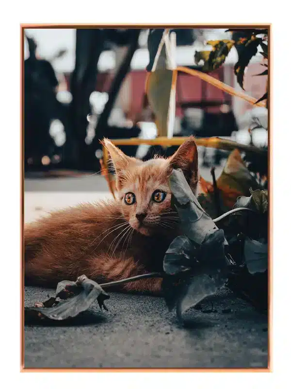 Ginger Cat Plakat
