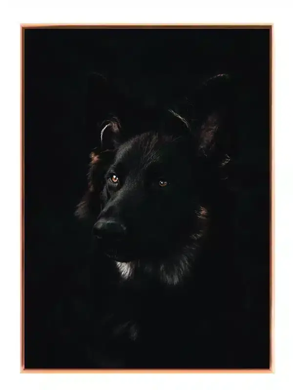 Black German Shepherd Plakat