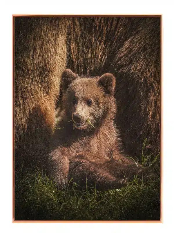Brown Bear Cub Plakat