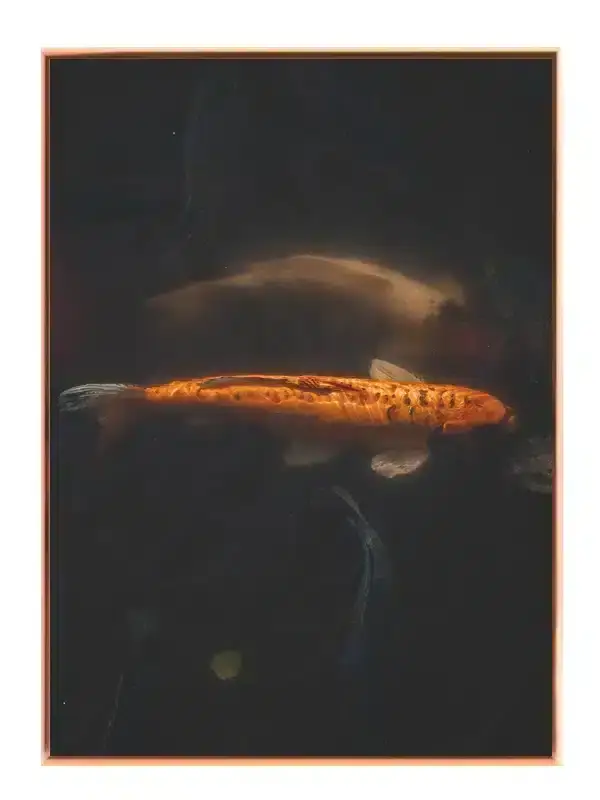 Koi Fish Reflection Plakat