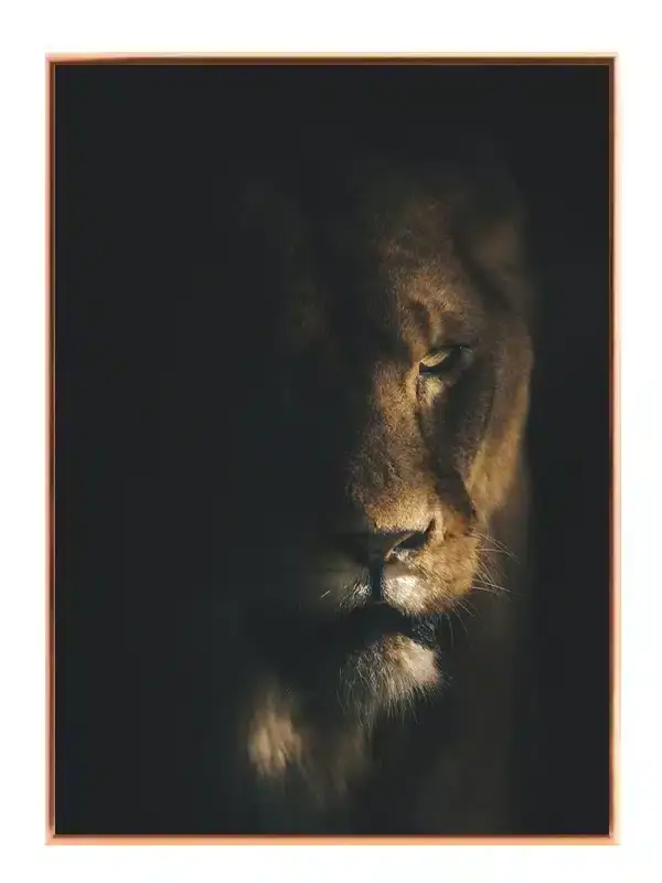 Lioness Portrait Plakat