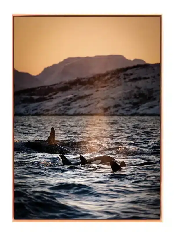 Hval Orca Family Plakat