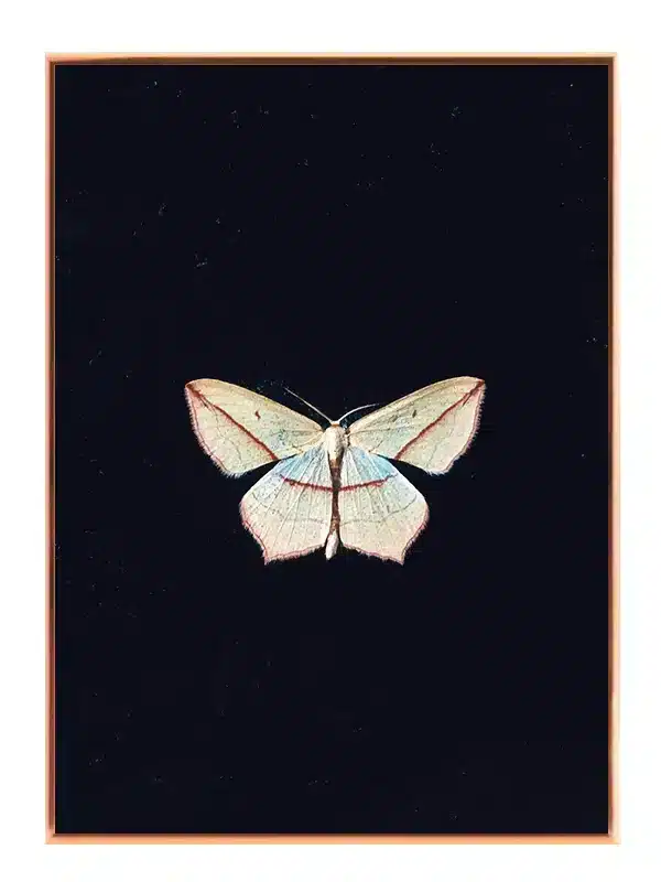 Insekt White Moth Plakat