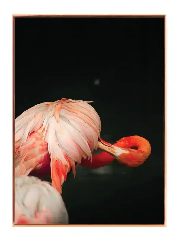 Flamingo Plakat