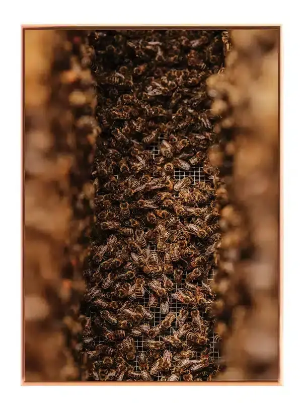 Honeybee Cluster Plakat