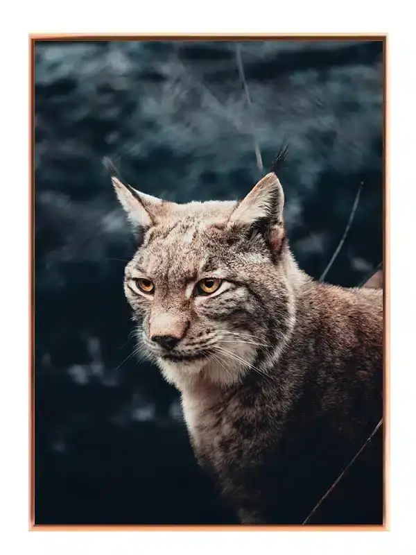 Ko Eurasian Lynx Plakat