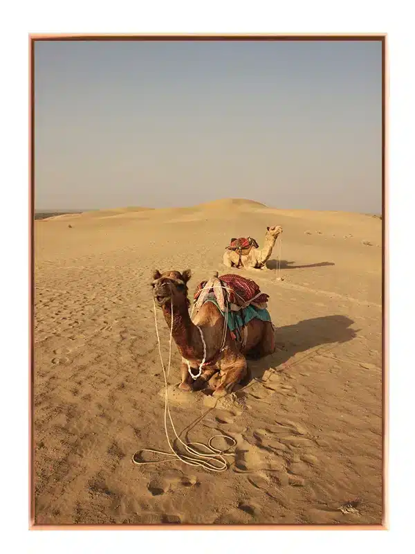 Tyr Dromedary Camel Plakat