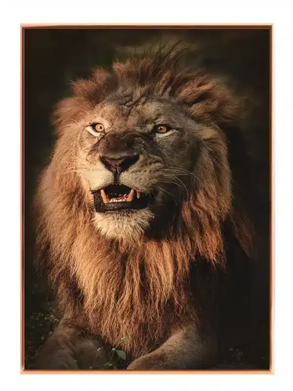 Lion Intense Closeup Plakat