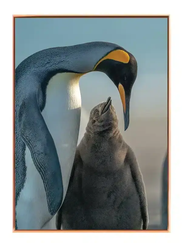 King Penguin Plakat No2
