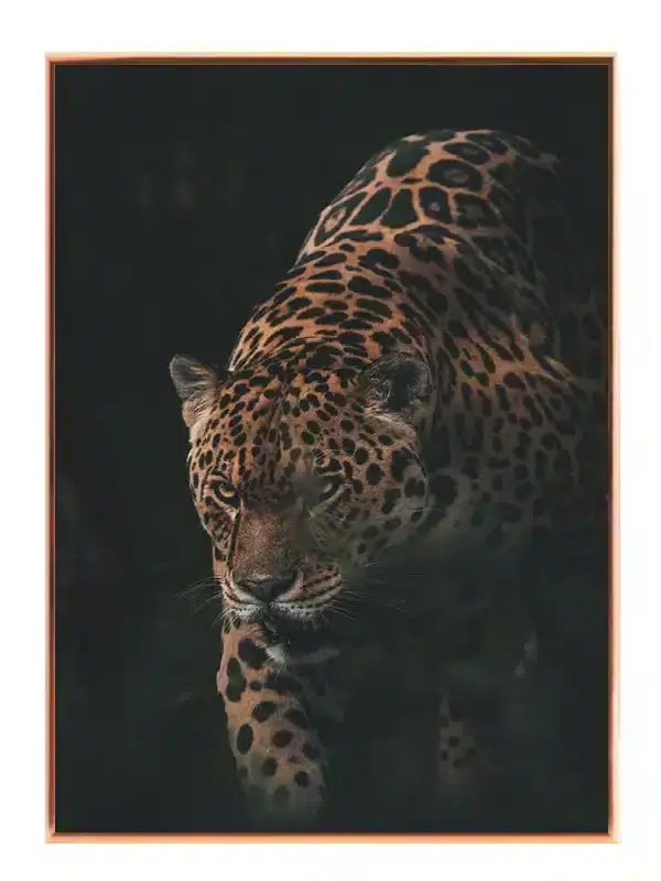 Ko Jaguar Plakat