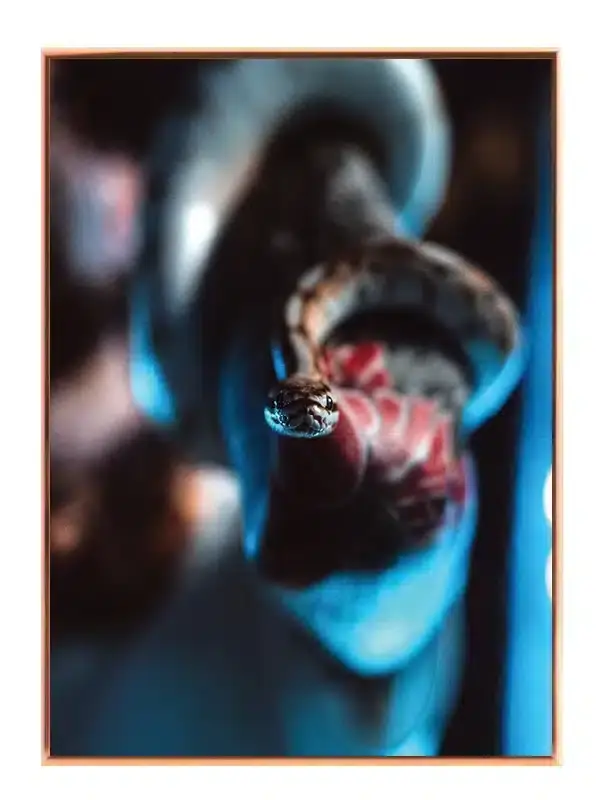 Bi Ball Python Plakat