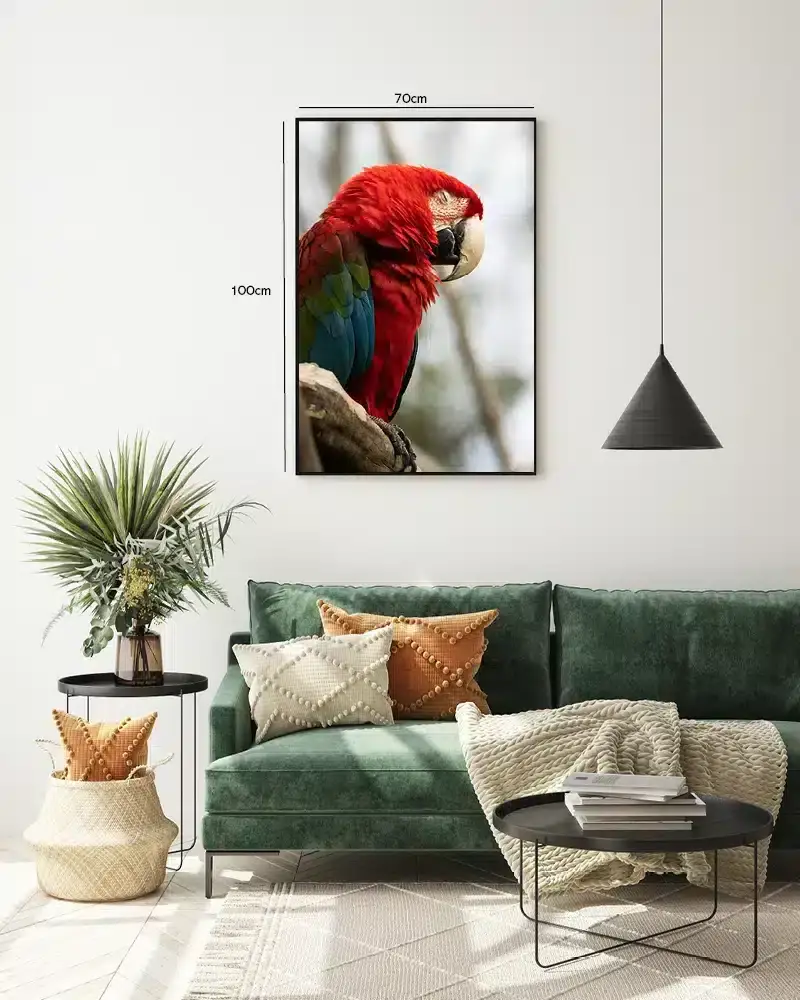Papegøje Scarlet Plakat