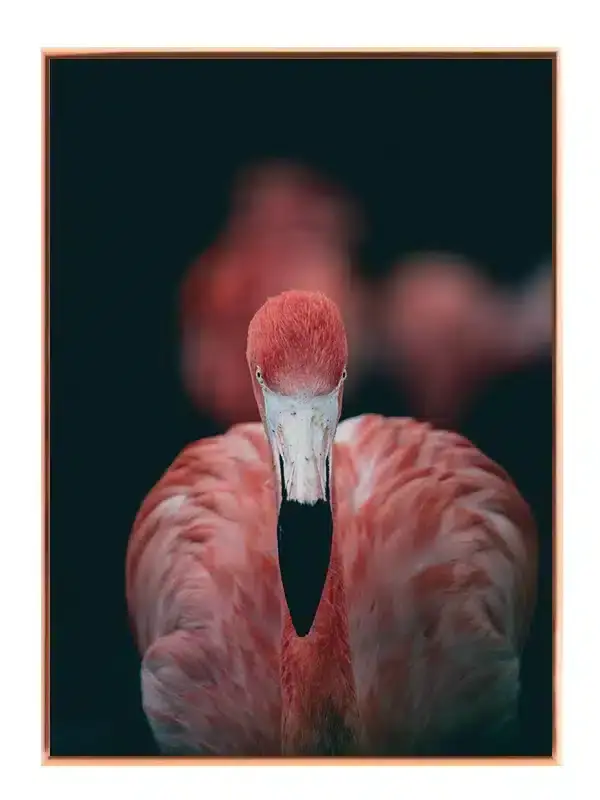 Flamingo Close Up Plakat
