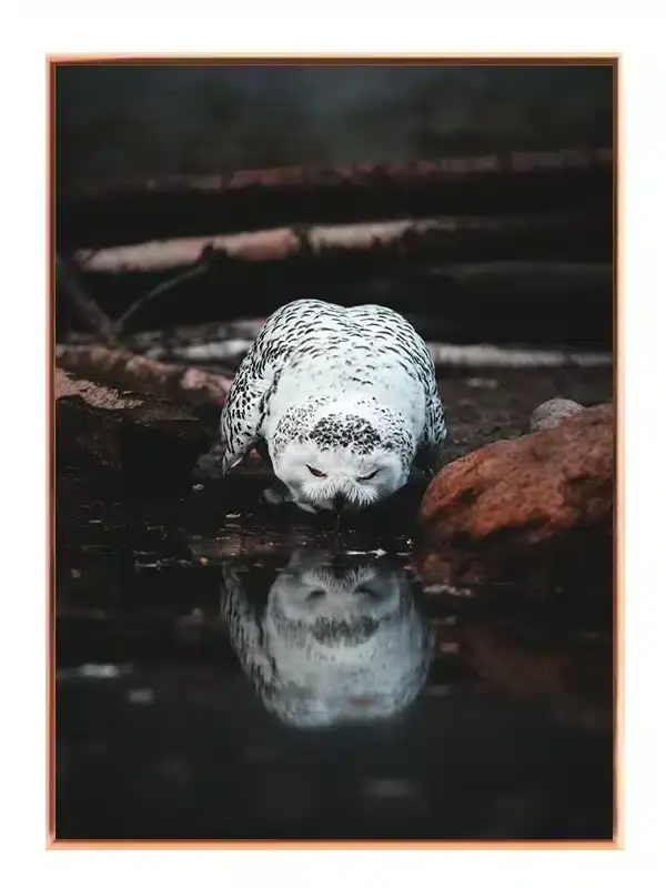 Snowy Owl Plakat