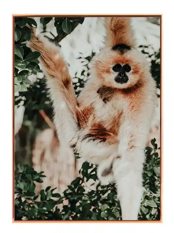 Abe White Cheeked Gibbon Plakat