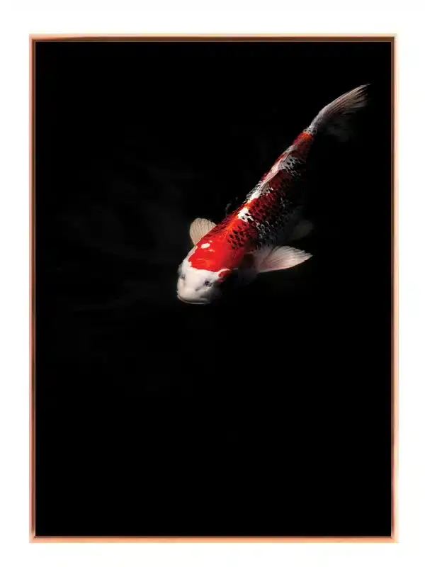 Koi Carp Plakat