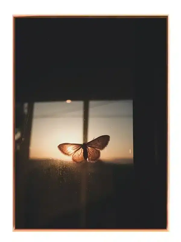 Butterfly At Sunset Plakat