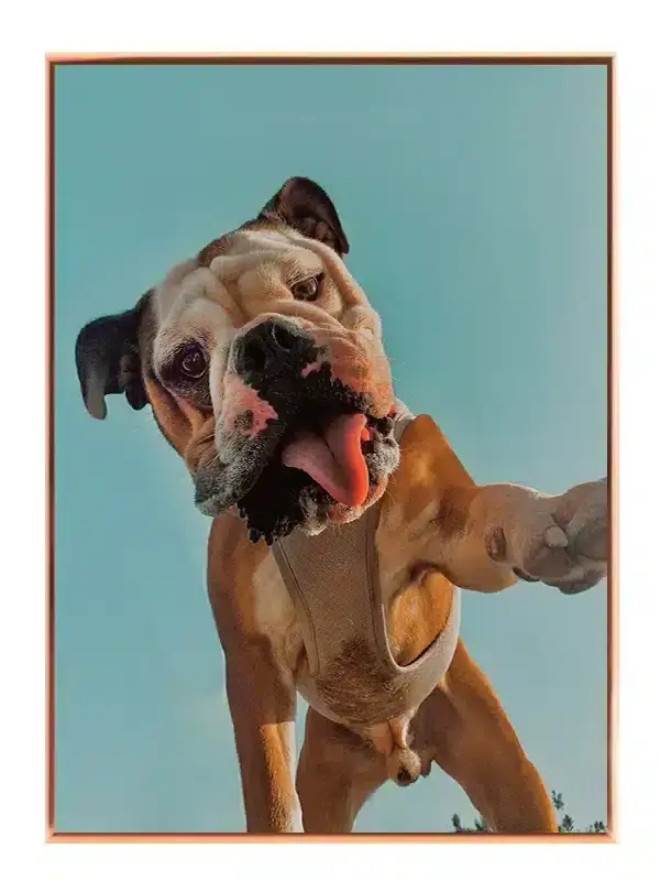 English Bulldog Plakat