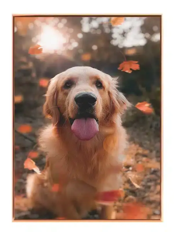 Golden Retriever Plakat
