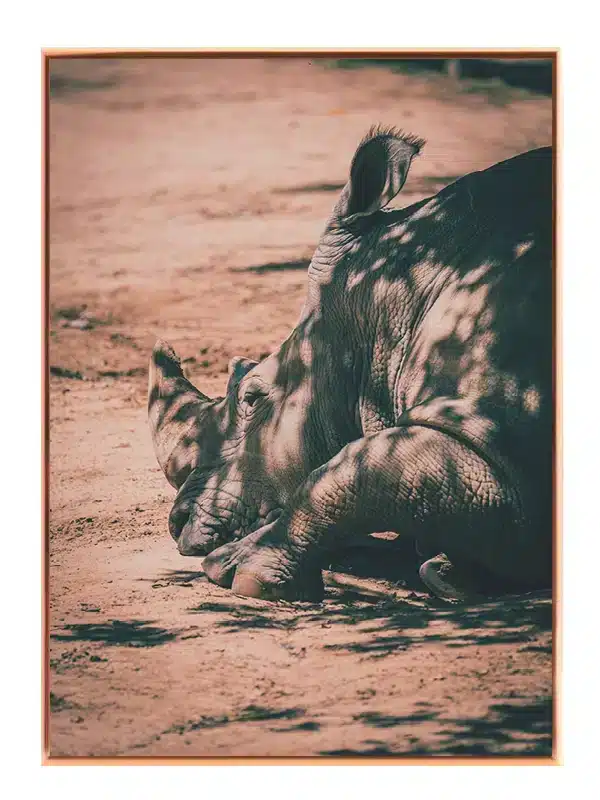 Resting Rhinoceros Plakat