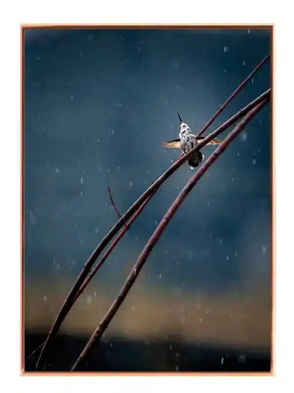 Hummingbird Plakat