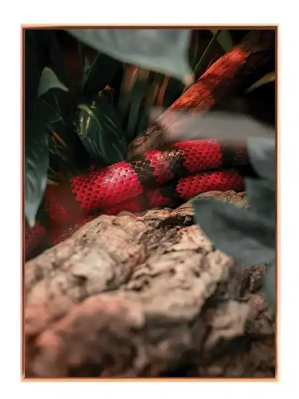 Coral Snake Plakat